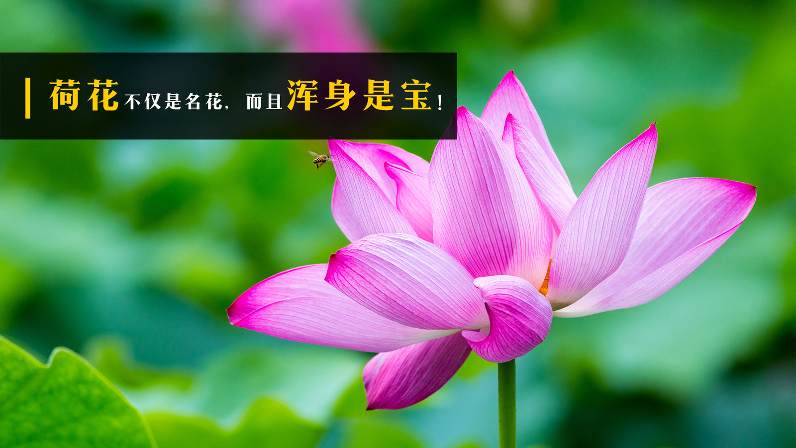 荷花不仅是名花，而且浑身是宝！